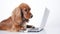 Brown Cocker Spaniel Dog working on laptop computer