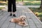 a brown cocker spaniel on a leash lies in the park