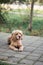 a brown cocker spaniel on a leash lies in the park