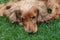 Brown Cocker Spaniel resting on grass