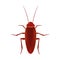 The brown cockroach. Isolated Vector Illustration