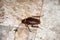 Brown cockroaches on dirty floors