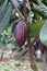 Brown cocoa fruit growing on a tree