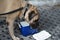 Brown color blue mastiff large dog standing on the floor