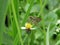 A brown color butterfly searching for nectar on top of purple flower