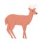 brown color deer with head horned mammal herbivore animal wildlife nature environment