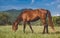 Brown color horse relaxing in the grass land