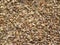 Brown color raw Carom seeds