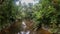 Brown color river in the tropical rainforest jungle in Gunung Mulu National park. Sarawak