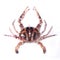 Brown color sea crab on white background.