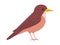 brown color small bird clay colored thrush species pretty cute nature animal wildlife creature