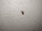Brown Color Small Carpet Beetle Insect or Bug  on white Wall Background
