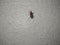 Brown Color Small Carpet Beetle Insect or Bug  on white Wall Background