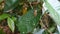 A brown color tiny tree frog sitting top of a small wild leaf in the forest