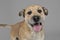 Brown color wired hair mixed breed dog in a grey studio