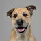 Brown color wired hair mixed breed dog in a grey studio