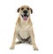 Brown color wired hair mixed breed dog in a white studio