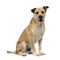 Brown color wired hair mixed breed dog in a white studio