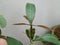 Brown Color Young Leaves of Mango grow in a Plant  on white background