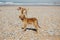 Brown color young small dog looking for food at empty land