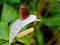 Brown-colored butterfly on the white Anthurium leaf