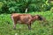 A brown colored cow with a white heron on her back