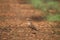 Brown colored crested lark bird in its habitat