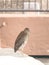 A brown colored female black crowned night heron bird stands on the edge of a concrete wall