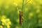 BROWN COLORED GRASSHOPPER WITH AWESOME BACKGROUND