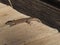 Brown colored reptile climbing a wooden board, lerida, spain, europe,