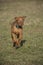 A brown colored vizsla running in a park