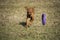 A brown colored vizsla running in a park after dogtoy