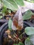 Brown colour anthurium leaf