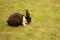 Brown colour rabbit feeding on grass in a lawn