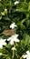 Brown coloured Skipper hesperiidae lepidopteran moth sitting on a jasmine flower