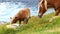 Brown colt and mare grazing by the sea coast