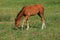Brown colt in the meadow