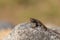 Brown common fence lizard, Sceloporus occidentalis