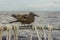 The brown or common noddy Anous stolidus aboard a yacht in the middle of the Pacific Ocean, 300 miles from the Tuamotu