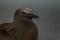 The brown or common noddy Anous stolidus aboard a yacht in the middle of the Pacific Ocean, 300 miles from the Tuamotu