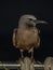 The brown or common noddy Anous stolidus aboard a yacht in the middle of the Pacific Ocean, 300 miles from the Tuamotu