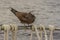 The brown or common noddy Anous stolidus aboard a yacht in the middle of the Pacific Ocean, 300 miles from the Tuamotu