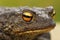 Brown common toad portrait, closeup on the eye