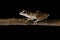 Brown common tree frog Asia Amphibians climbing branches at night with its large eyes for nocturnal hunting