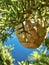 Brown cone of cypress on a branch close-up on a background of blue sky