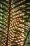 Brown cones of a cycas, or fern palm, or sago plant, are behind pinnate leaves