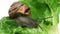 Brown copse snail arianta arbustorum on salad leaf