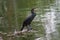 Brown Cormorant sits quietly on a branch in the water