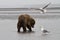 Brown Costal Bear Looking for Clams with Two Gulls Following