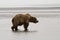 Brown Costal Bear Walking along the Coastline in Alaska